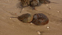 Pair of Horseshoe crabs (Limulus polyphemus) coming ashore to breed, Delaware Bay, Delaware, USA, May,