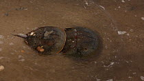 Pair of Horseshoe crabs (Limulus polyphemus) re-entering sea after breeding, Delaware Bay, Delaware, USA, May,