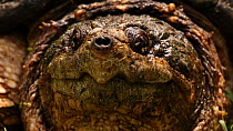 Close up portrait of a Snapping turtle (Chelydra serpentina), Washington DC, USA, August.