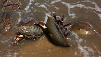 Two Horseshoe crabs (Limulus polyphemus) stuck upside down after coming ashore to breed, Delaware Bay, Delaware, USA, May,