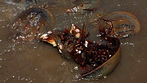 Two Horseshoe crabs (Limulus polyphemus) stuck upside down after coming ashore to breed, Delaware Bay, Delaware, USA, May,