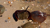 Horseshoe crab (Limulus polyphemus) stuck upside down after coming ashore to breed, Delaware Bay, Delaware, USA, May,