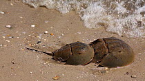 Pair of Horseshoe crabs (Limulus polyphemus) re-entering sea after breeding, Delaware Bay, Delaware, USA, May,