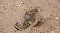 Horseshoe crabs (Limulus polyphemus) coming ashore to breed, Delaware Bay, Delaware, USA, May,