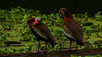 Two Black-bellied whistling ducks (Dendrocygna autumnalis) standing in rain, preening and shaking water from their backs, Louisiana, April.