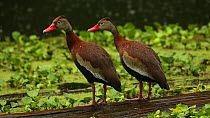 Two Black-bellied whistling ducks (Dendrocygna autumnalis) standing in rain, shaking water from their backs, Louisiana, April.