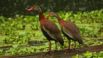 Two Black-bellied whistling ducks (Dendrocygna autumnalis) standing in rain, scratching and shaking water from their backs, Louisiana, April.