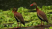 Two Black-bellied whistling ducks (Dendrocygna autumnalis) standing in rain, shaking water from their backs, Louisiana, April.