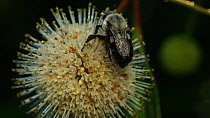Two spotted bumblebee (Bombus bimaculatus) nectaring on a Buttonbush (Cephalanthus occidentalis) flower, Ithaca, New York, April.