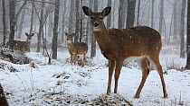 Group of female White-tailed deer (Odocoileus virginianus) in snow, New York, February.