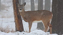 Female White-tailed deer (Odocoileus virginianus) in snow, New York, February.