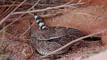 Western diamondback rattlesnake (Crotalus atrox), Sonoran Desert, Arizona, USA.