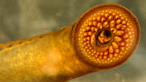 Sea lamprey (Petromyzon marinus) close up of oral disc, Cayuga Lake, New York, USA. Captive.