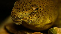 Close-up of an American bullfrog (Lithobates catesbeianus) tadpole, New York, USA, July. Captive.