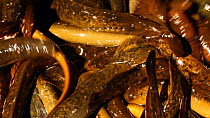 Close up of a container full of Sea lampreys (Petromyzon marinus), captured for culling, Cayuga Lake, New York, USA.
