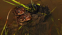 Pair of American toads (Bufo americanus) laying eggs in amplexus, Ithaca, New York, USA, May.