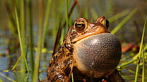 Male American toad (Bufo americanus) calling to attract female, Ithaca, New York, USA, May.