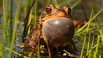 Male American toad (Bufo americanus) calling to attract female, Ithaca, New York, USA, May.