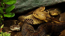 Group of gravid female Timber rattlesnakes (Crotalus horridus) basking before giving birth, Pennsylvania, USA, July.