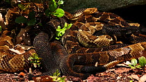Group of gravid female Timber rattlesnakes (Crotalus horridus) basking before giving birth, Pennsylvania, USA, July.