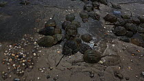 Horseshoe crabs (Limulus polyphemus) coming ashore to breed, Delaware Bay, Delaware, USA, May,