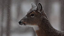 Female White-tailed deer (Odocoileus virginianus) in snow, New York, February.