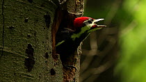 Juvenile Pileated woodpecker (Dryocopus pileatus) vocalising at nest, Washington DC, USA, June.