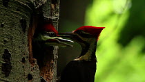 Pileated woodpecker (Dryocopus pileatus) feeding chicks at nest, Washington DC, USA, June.