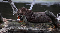 River otter (Lutra canadensis) feeding on Cutthroat trout (Oncorhynchus clarkii), Wyoming, USA, July.