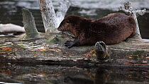 River otter (Lutra canadensis) grooming and settling to rest, Wyoming, USA, July.