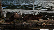Two River otters (Lutra canadensis) resting on a log, one grooming and scratching itself, Wyoming, USA, July.