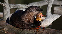 River otter (Lutra canadensis) feeding on Cutthroat trout (Oncorhynchus clarkii), Wyoming, USA, July.