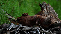 River otter (Lutra canadensis) rolling, scratching and grooming itself on a log, Wyoming, USA, July.