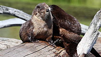 Three River otters (Lutra canadensis) rolling, scratching and grooming itself on a log, Wyoming, USA, July.