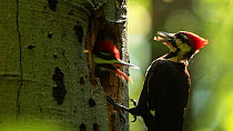 Pileated woodpecker (Dryocopus pileatus) feeding chick at nest, Washington DC, USA, June.