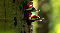 Two Pileated woodpecker (Dryocopus pileatus) chicks at nest, Washington DC, USA, June.