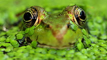 Green frog (Lithobates clamitans) in duckweed, New York, August.