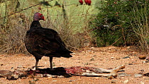 Turkey vulture (Cathartes aura) feeding on a Black tailed jackrabbit (Lepus californicus) carcass, Arizona, USA, August.