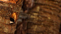 Black-capped chickadee (Poecile atricapillus) building nest, New York, USA, April.