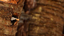 Black-capped chickadee (Poecile atricapillus) building nest, New York, USA, April.