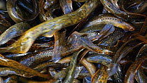 Close up of a container full of Sea lampreys (Petromyzon marinus), captured for culling, New York, USA, April.