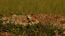 Black-tailed prairie dog (Cynomys ludovicianus) alarm, South Dakota, USA, June.