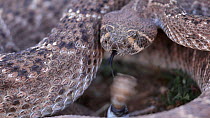 Western diamondback rattlesnake (Crotalus atrox), defensive rattling, Arizona, USA, April.
