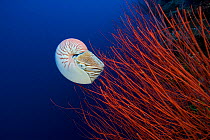 Chambered nautilus (Nautilus pompilius) with red whip coral. Osprey Reef, Great Barrier Reef, Queensland, Australia.