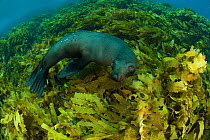 New Zealand fur seal (Arctocephalus forsteri) in kelp, Albany, Western Australia.