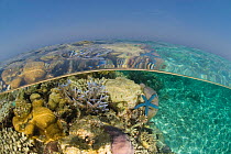 Split level of shallow coral reef, Rowley Shoals, Western Australia