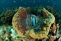 Giant clam (Tridacna gigas) Raja Ampat, West Papua, Indonesia.