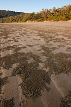 Sand bubbler crab (Dotillidae) sand pellets and holes on beach, Daintree, Queensland, Australia