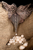 Leatherback turtle (Dermochelys coriacea) female laying her clutch of eggs, Jamursbamedi, West Papua, Indonesia.