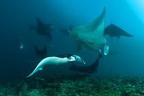 Giant manta rays (Manta birostris) at a cleaning station with cleaner wrasses. North Raja Ampat, West Papua, Indonesia